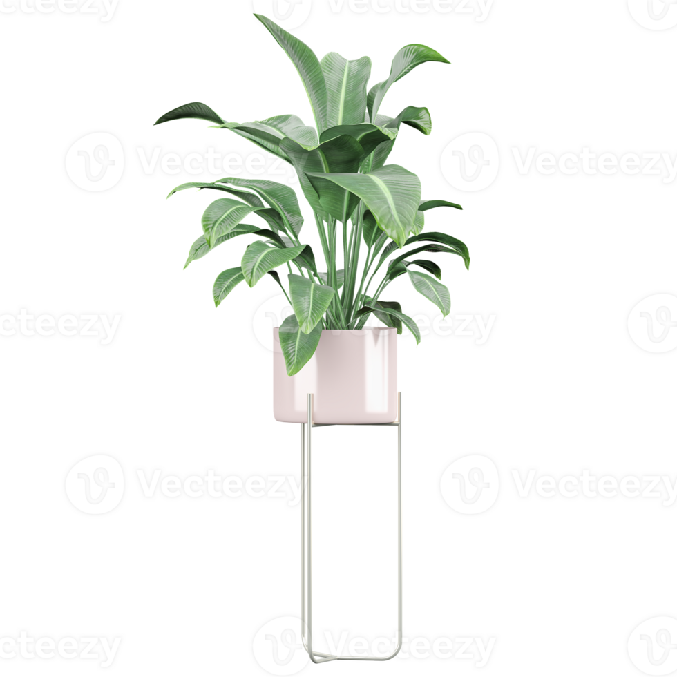 3D rendering of Peace lily plant in planter isolated on transparent canvas png