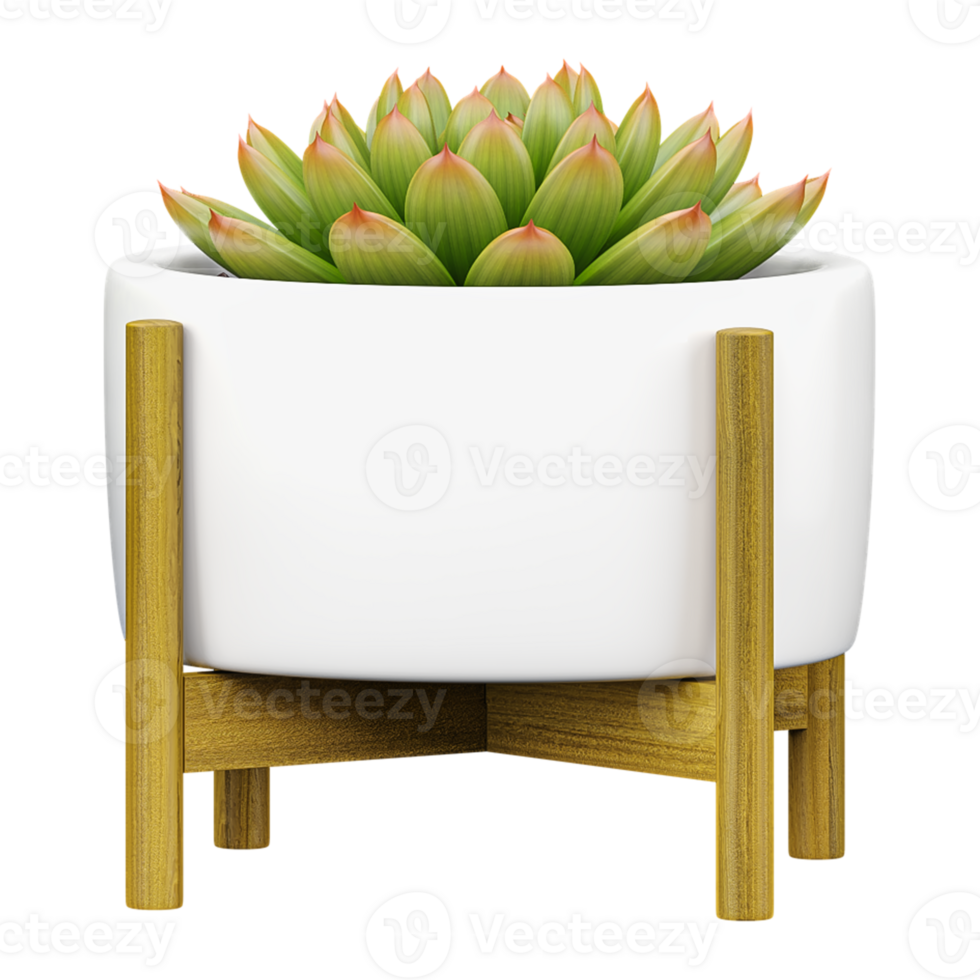 3D rendering of Echeveria plant in planter isolated on transparent canvas png