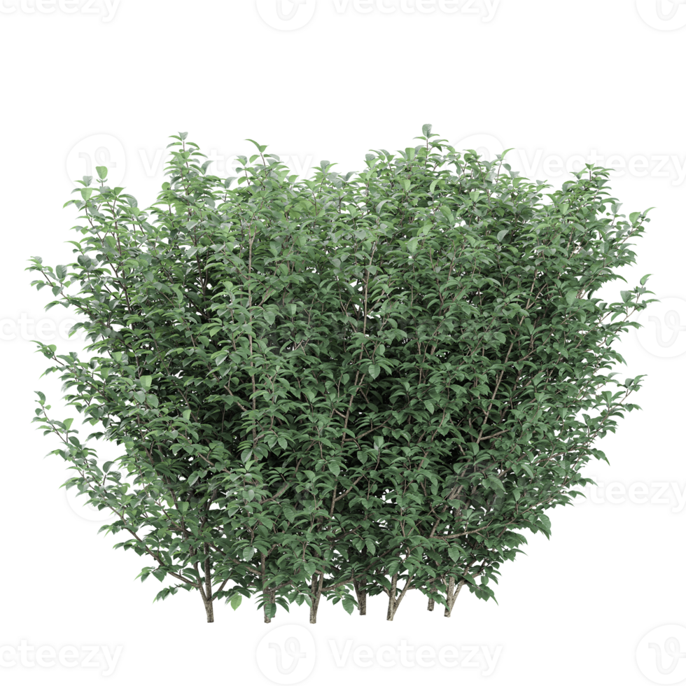 Collection of Dogwood tree isolated on transparent Canvas png