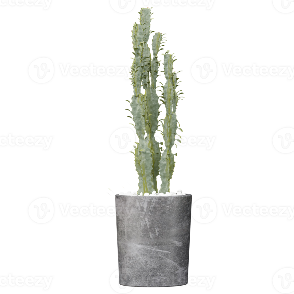 3D rendering of Euphorbia ammak plant in planter isolated on transparent canvas png