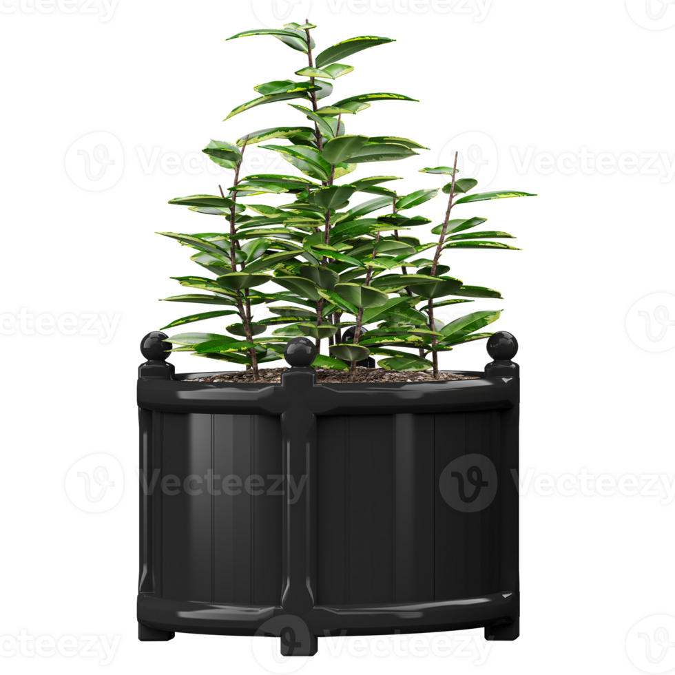Green beautiful Versailles Planter isolated on Canvas png