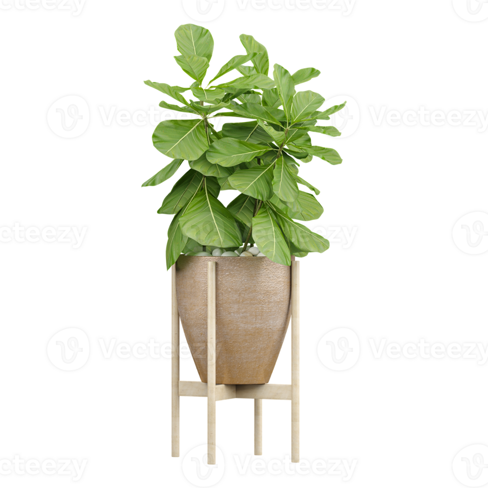 3d illustration of Fiddle-leaf fig in planter isolated on transparent canvas png