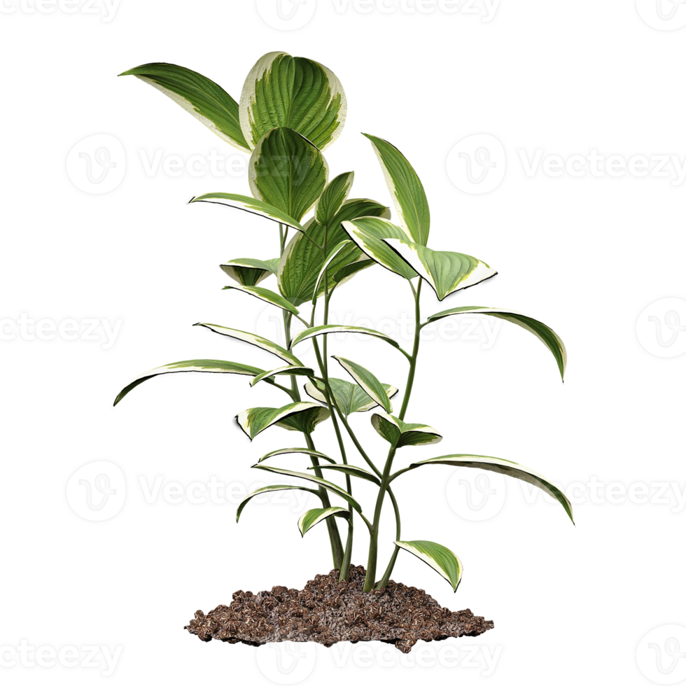 3d illustration of indoor plant in planter isolated on transparent canvas png