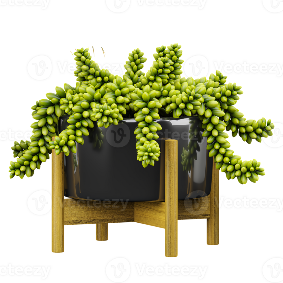 3D rendering of Burro's-tail plant in planter isolated on transparent canvas png