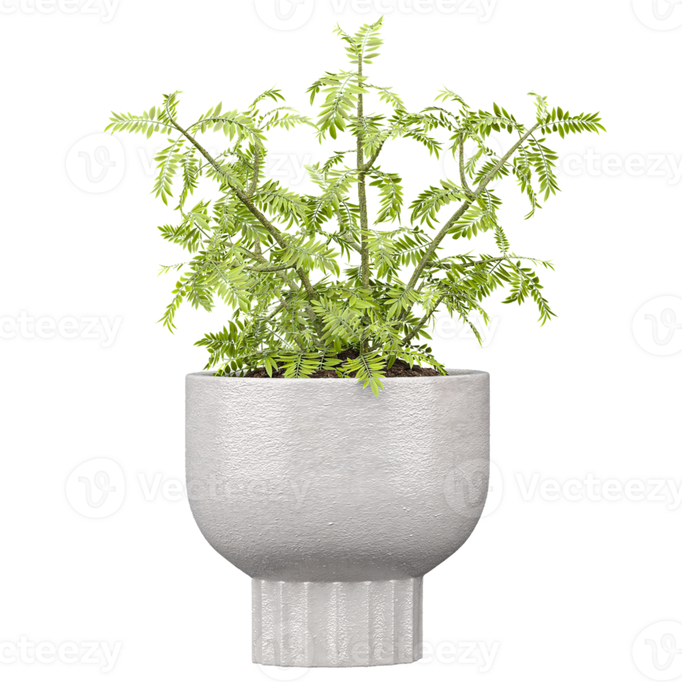 3d illustration of Fern in vase isolated on transparent canvas png