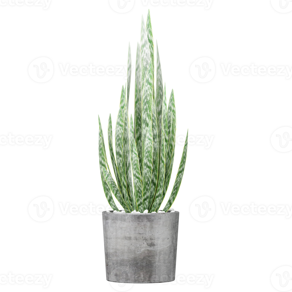 3D rendering of Dracaena trifasciata plant in planter isolated on transparent canvas png
