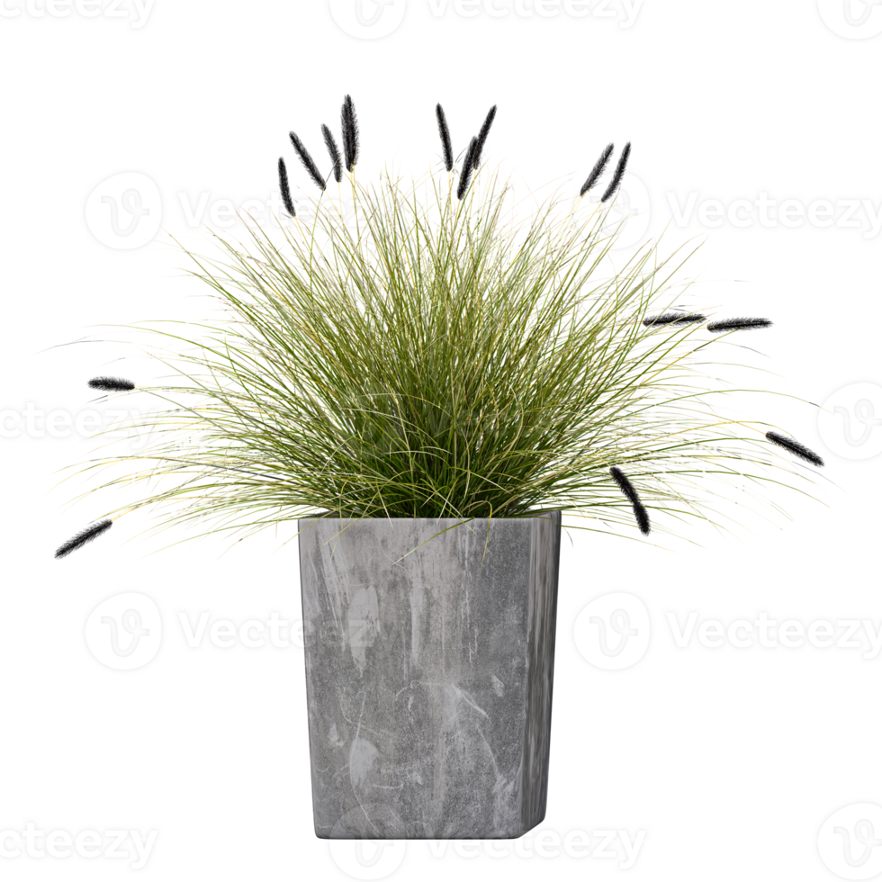 3d illustration of Chinese fountain grass in planter isolated on transparent canvas png