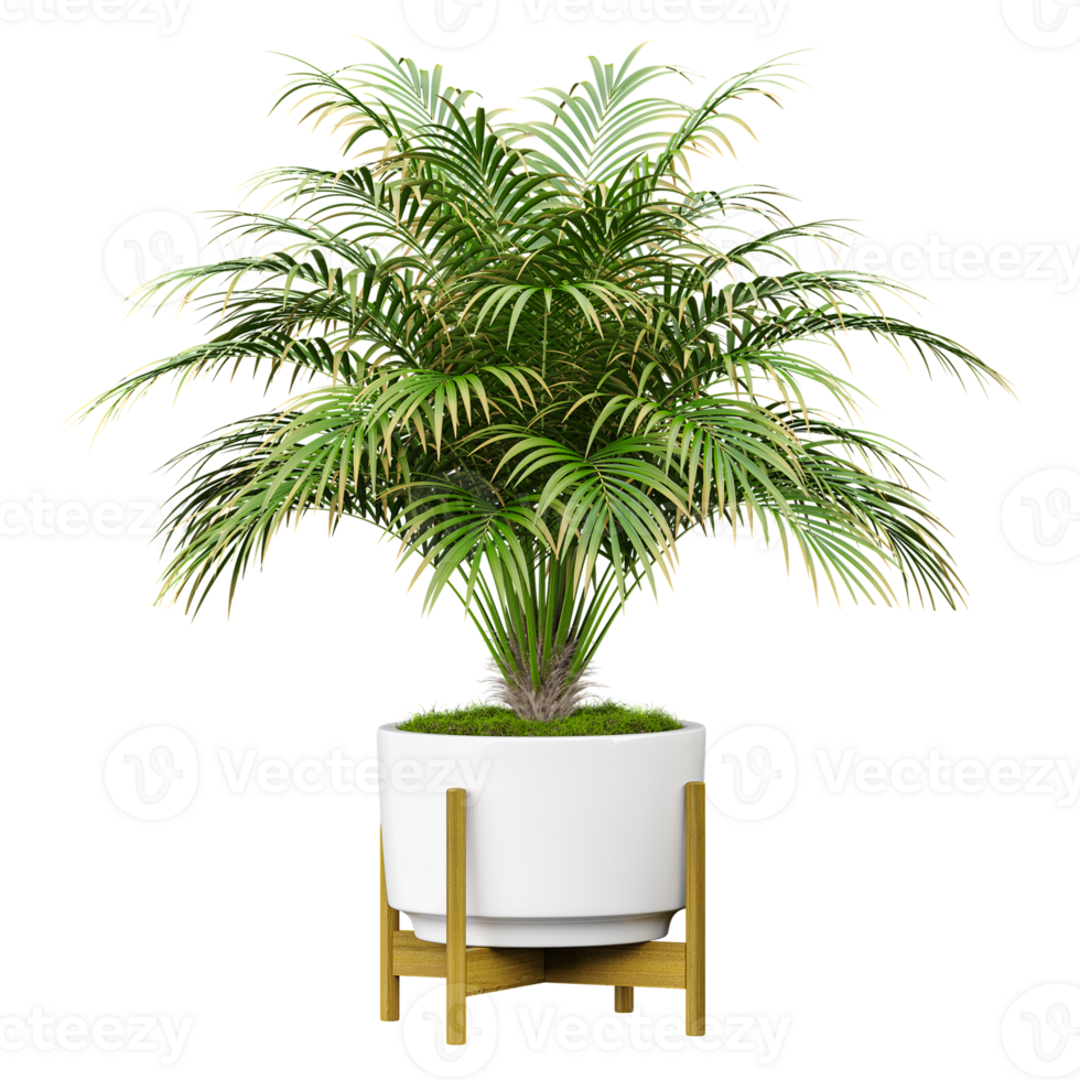 3D rendering of Areca palm plant in planter isolated on transparent canvas png