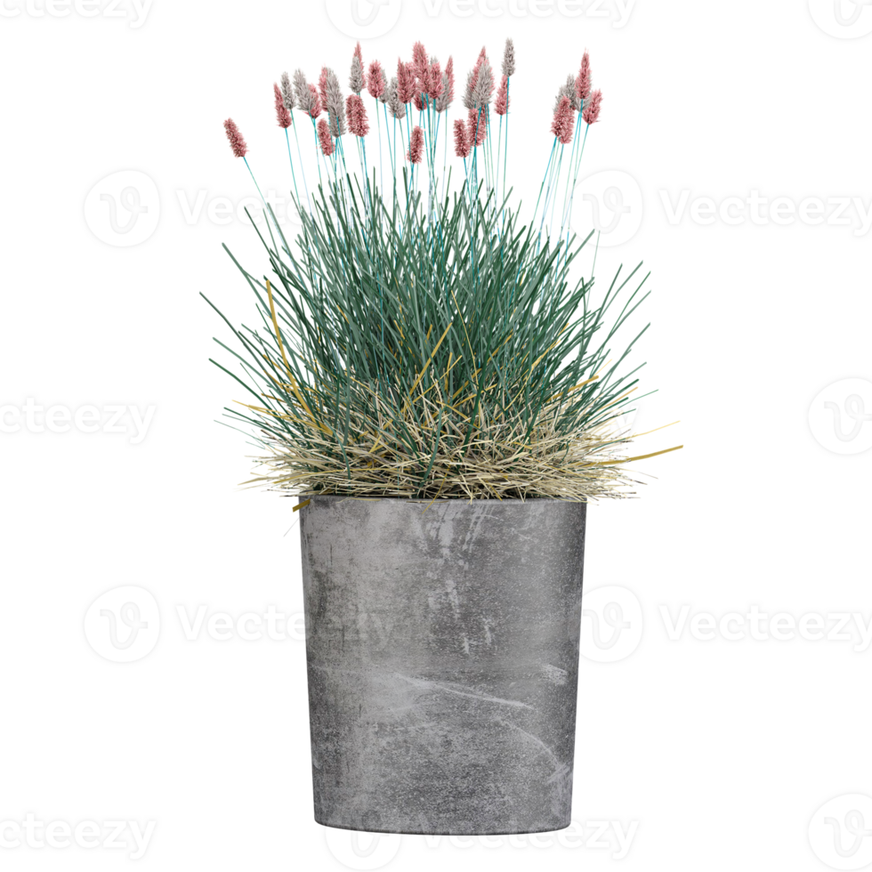3D rendering of Chinese fountain grass in planter isolated on transparent canvas png