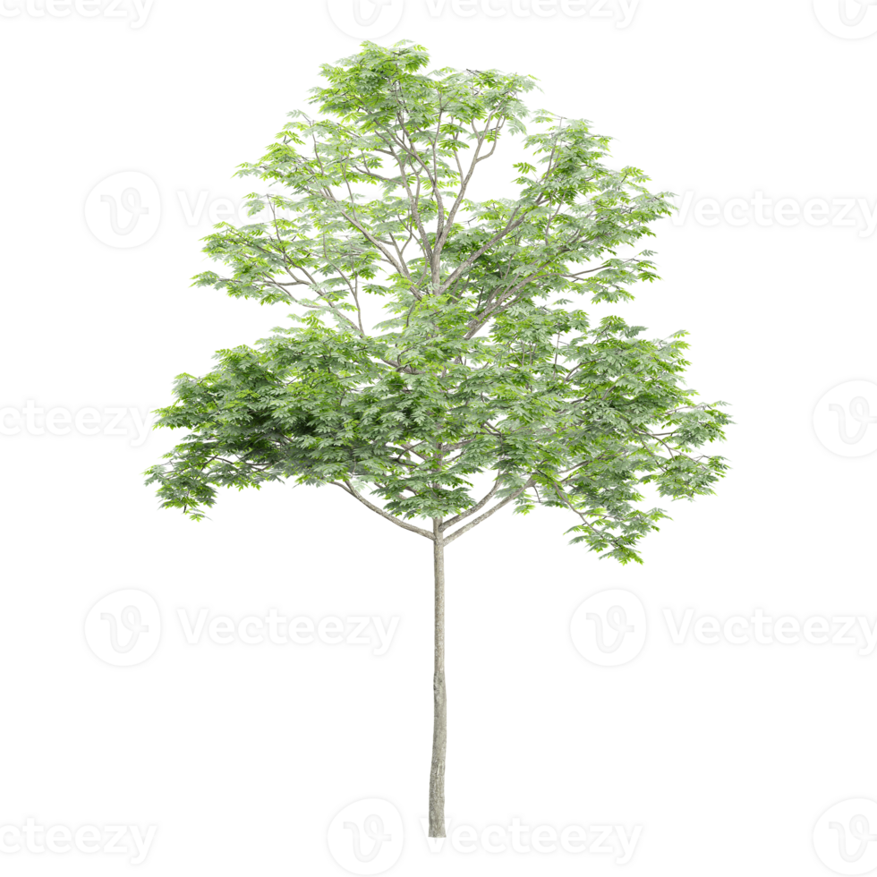 Beautiful shape of green tilia europaea tree isolated on transparent Canvas png