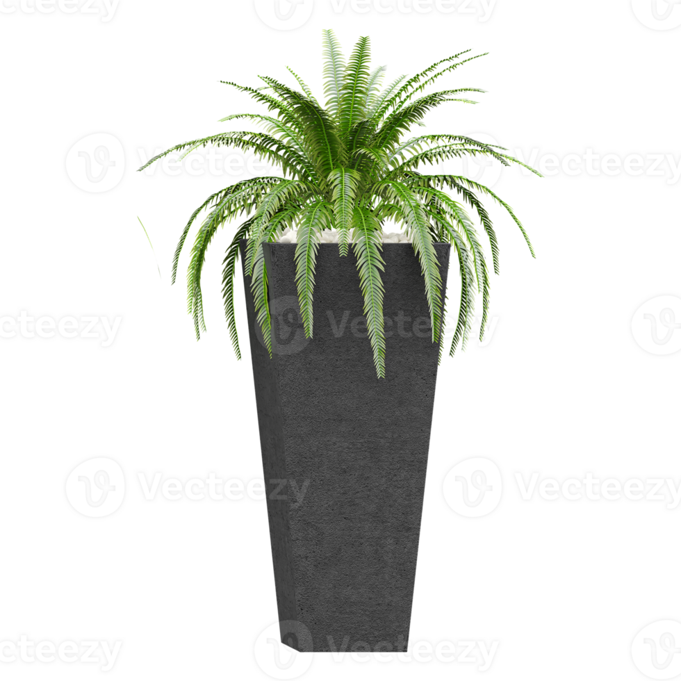 Green Cycas plant in planter isolated on transparent Canvas png