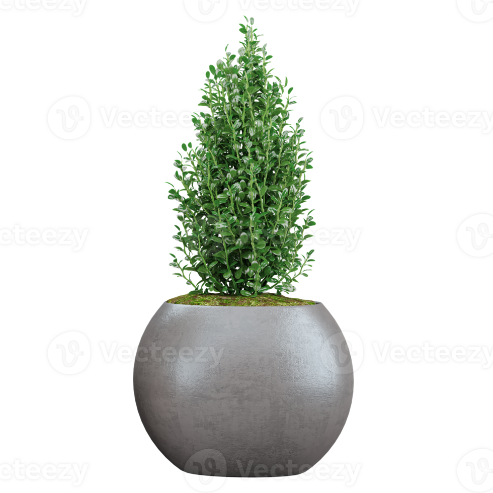 Common box Plant in Planter isolated on transparent canvas png