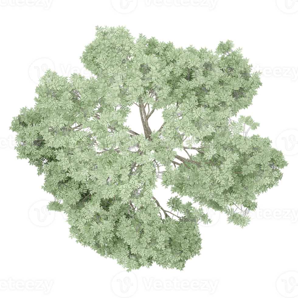 3D rendering of tilia europaea tree isolated on transparent canvas from top view png