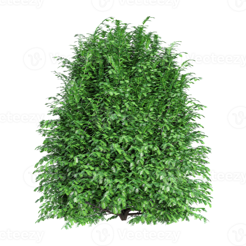 Beautiful shape of green Cedar tree isolated on transparent Canvas png