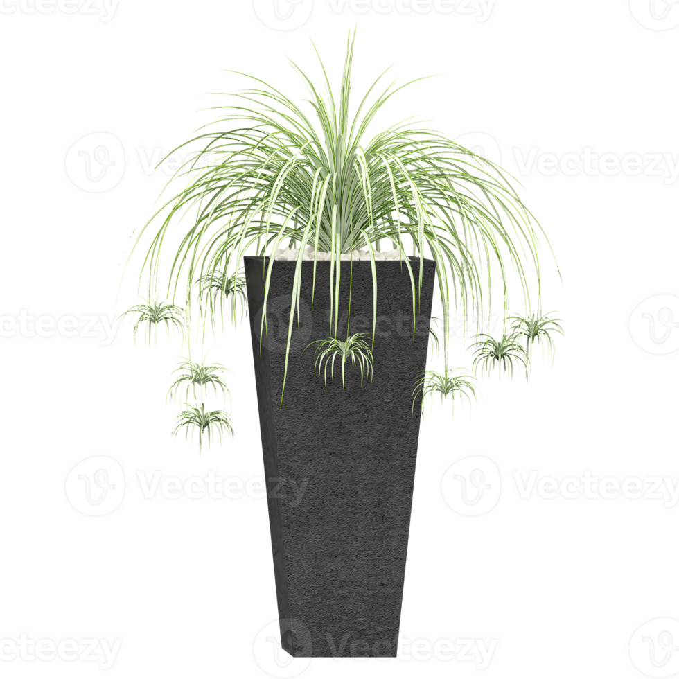 Green Spider plant in planter isolated on transparent Canvas png