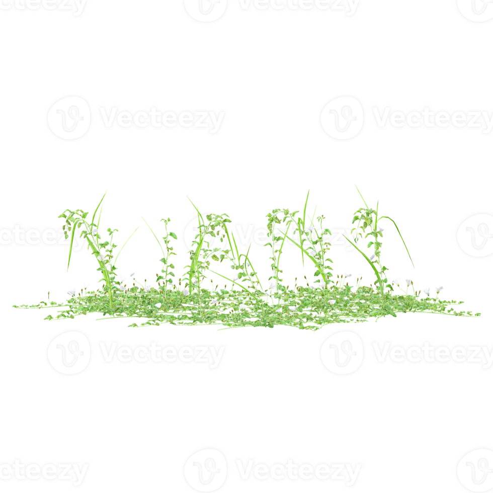 3d illustration of Garden cress isolated on transparent canvas png