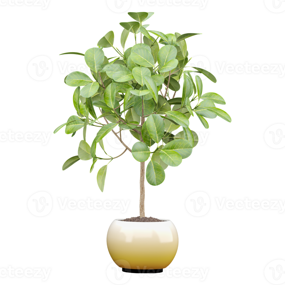 Rubber fig plant in planter isolated on transparent canvas png
