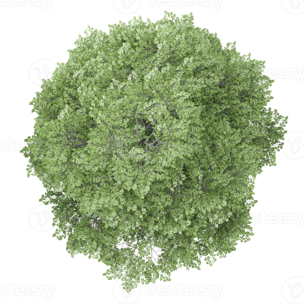 Beautiful shape of green tilia europaea tree isolated on transparent Canvas from the top view png
