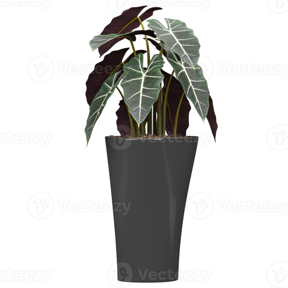 collection of Alocasia wentii Plant in a pot isolated on transparent Canvas png