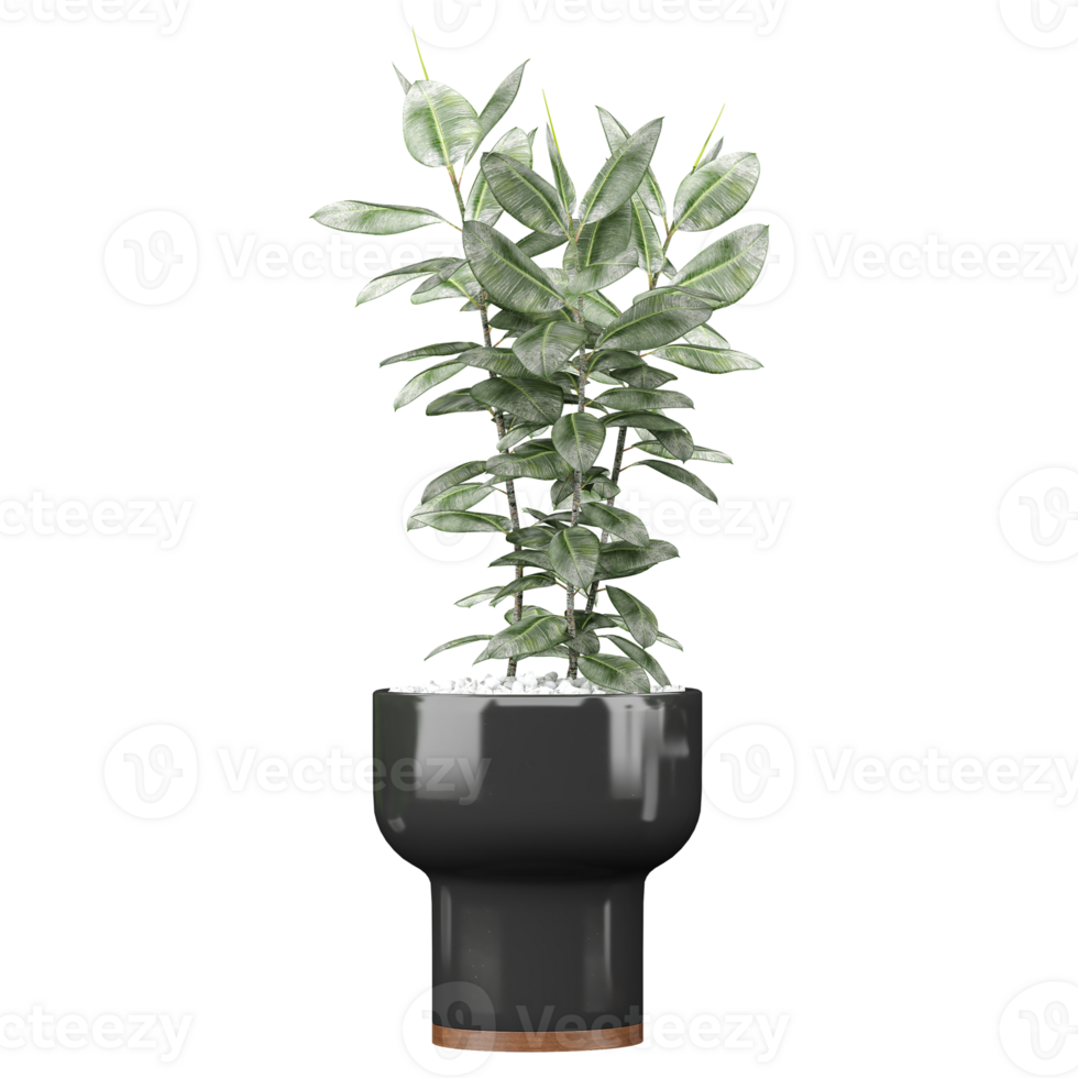 3d illustration of Rubber fig plant isolated on transparent canvas png
