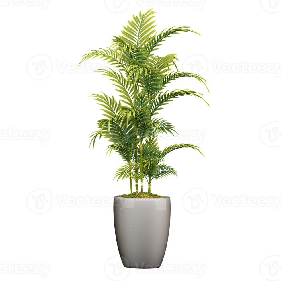 Beautiful shape of green Areca palm tree isolated on transparent Canvas png