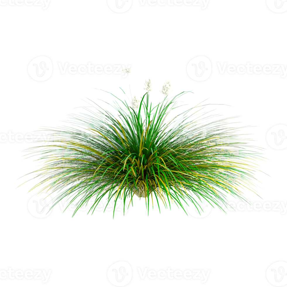 3d illustration of Pampas grass isolated on transparent canvas png