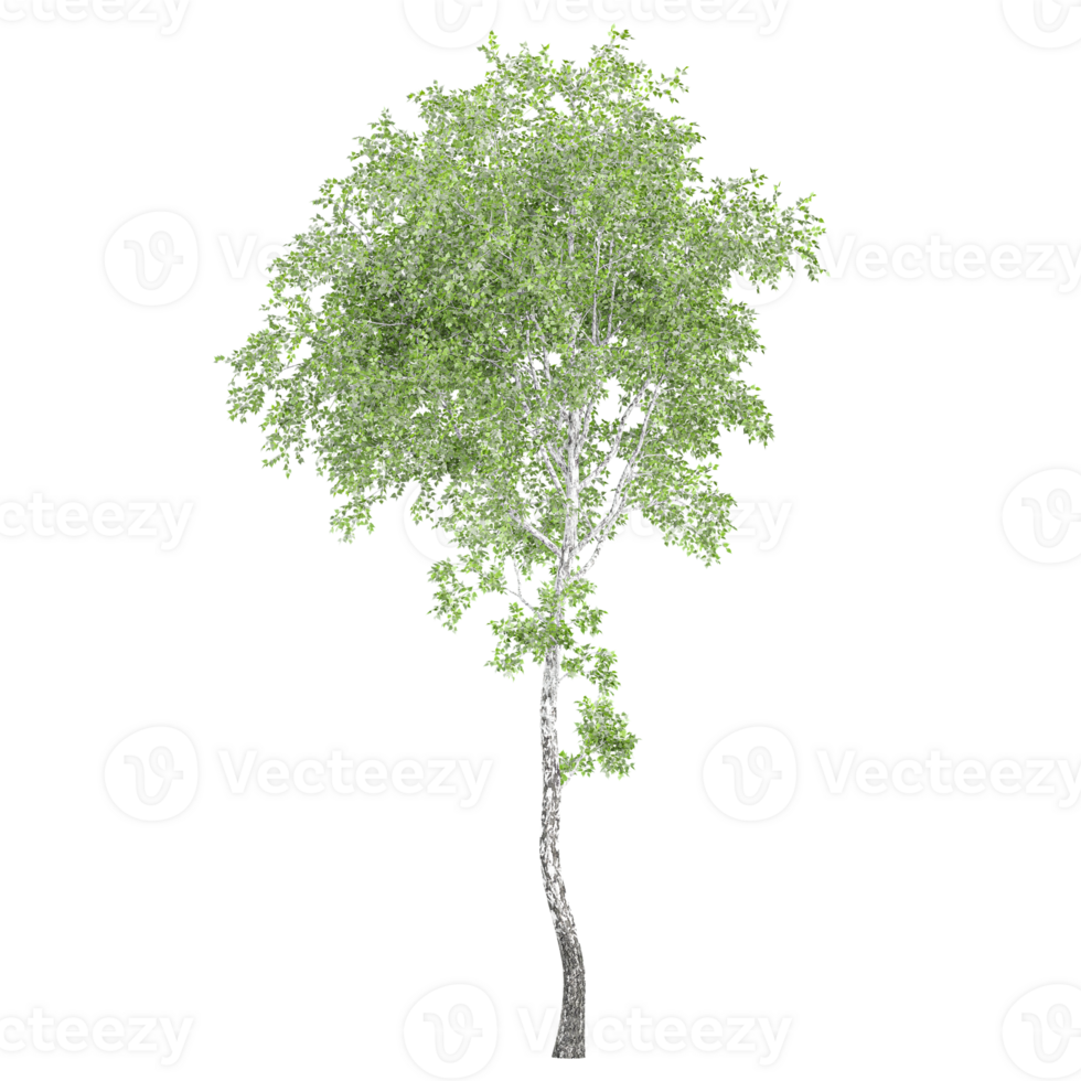 collection of birch tree isolated on transparent Canvas png