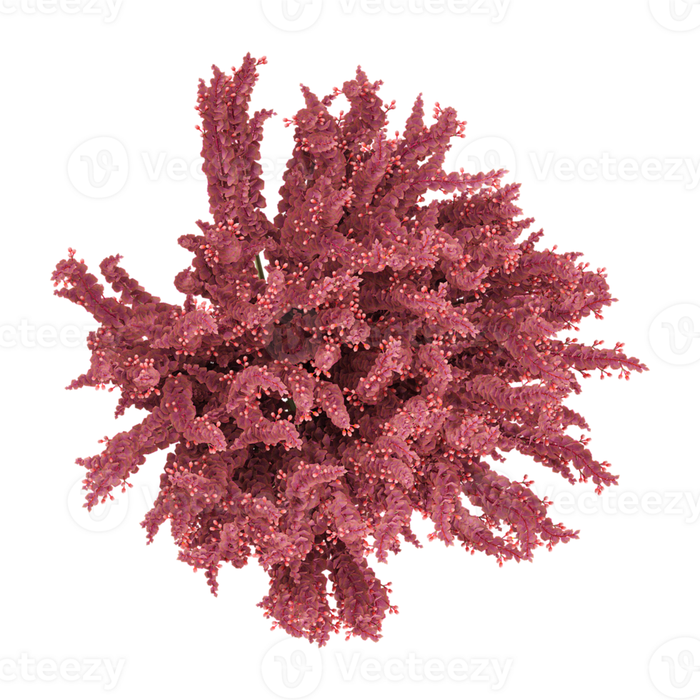 3d rendering of a flower bush from top view isolated on canvas png