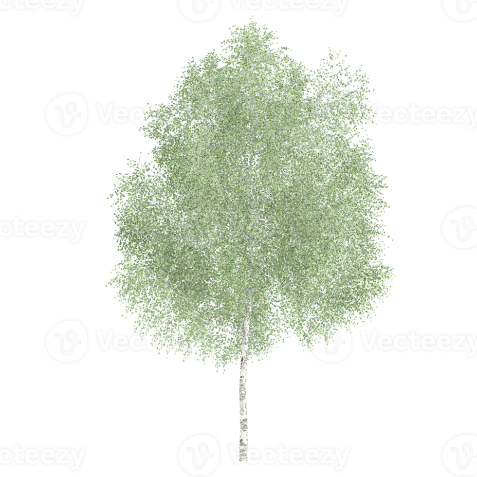 3d illustration of birch tree isolated on transparent canvas png