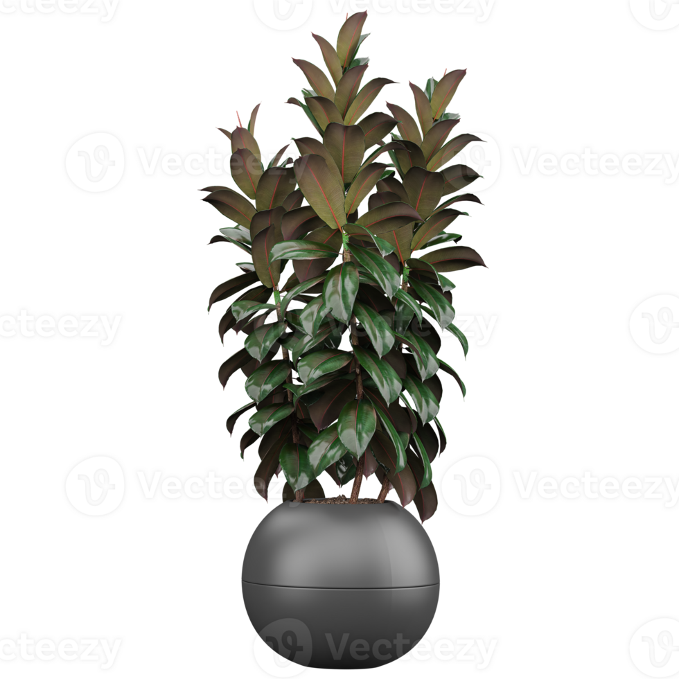 3d illustration of Rubber fig tree isolated on transparent canvas png