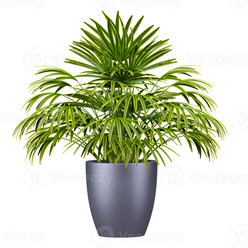 3d illustration of Potted Broadleaf lady palm plants isolated on transparent canvas png
