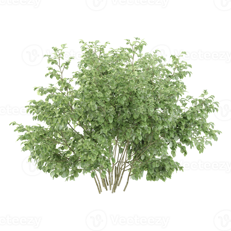Beautiful shape of green White dogwood tree tree isolated on transparent Canvas png
