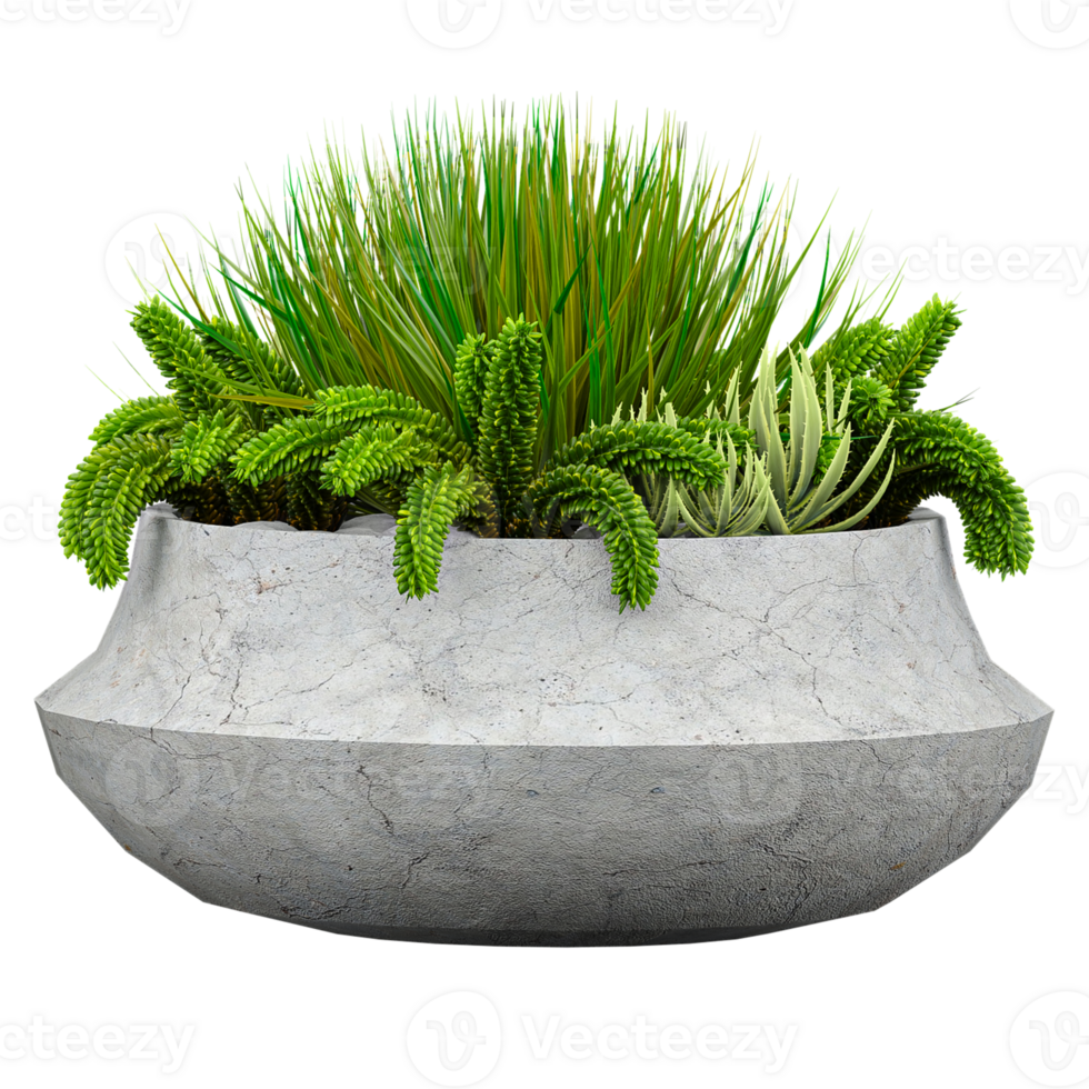 3d illustration of Potted plants placed isolated on transparent canvas png