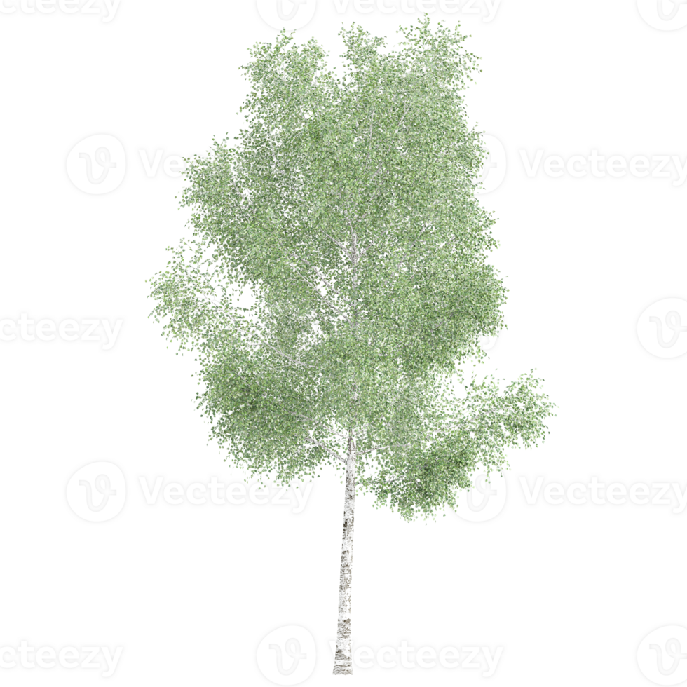 3d rendering of birch tree isolated on transparent canvas png