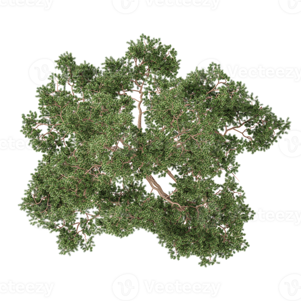 3d illustration of Oak tree isolated on transparent canvas png