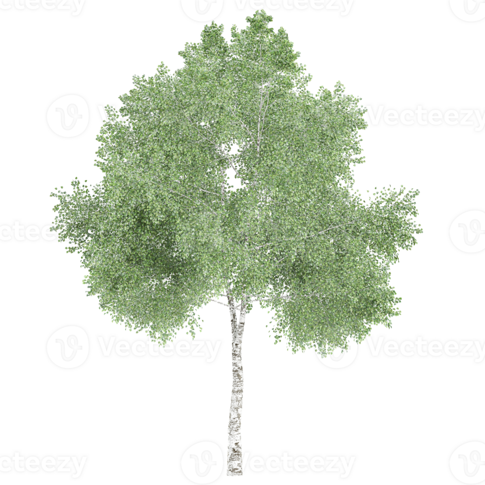 birch tree isolated on transparent Canvas png