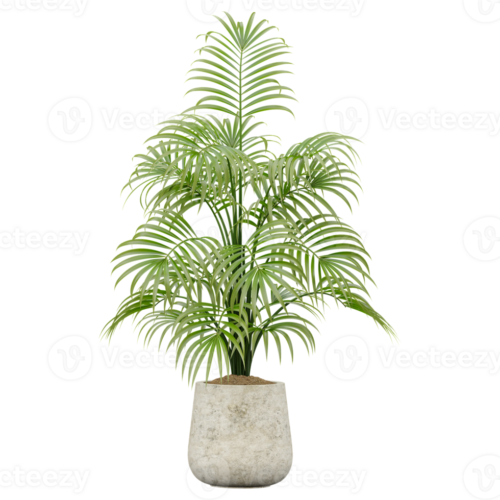 3d rendering of Rubber fig tree isolated on transparent canvas png