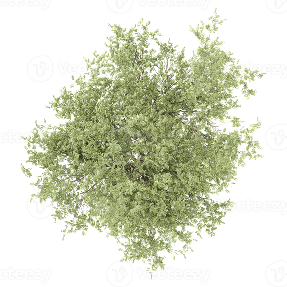 3d illustration of sheena's gold tree isolated on transparent canvas from top view png