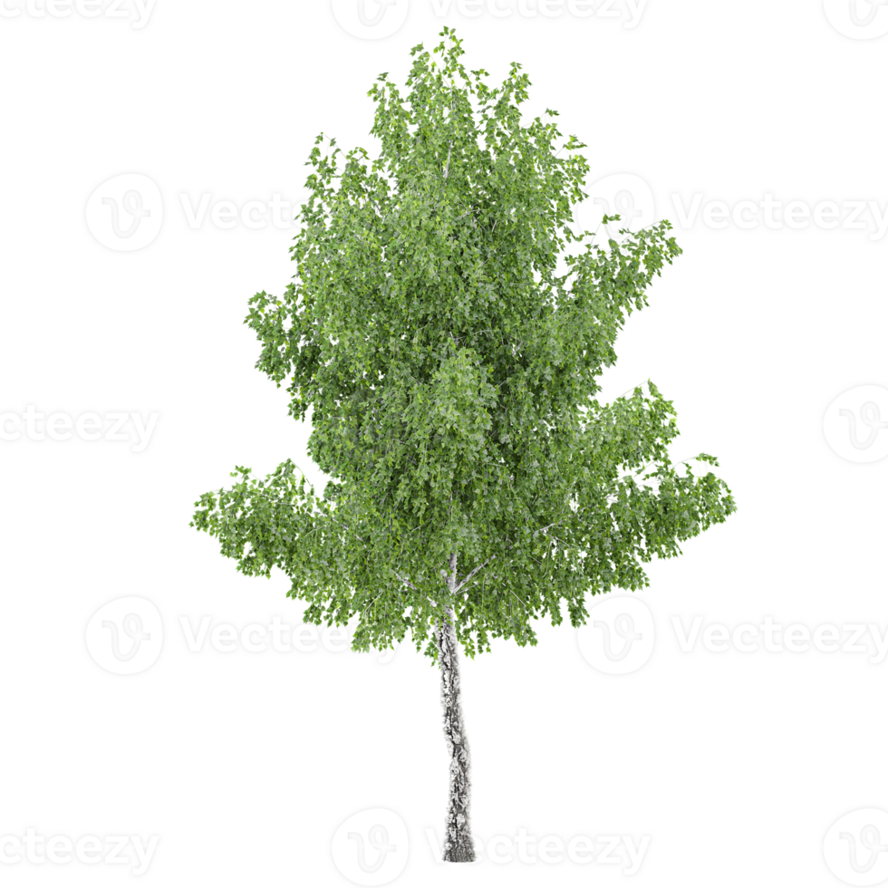 Beautiful shape of green birch tree tree isolated on transparent Canvas png