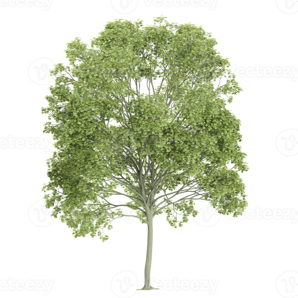 3d rendering of Ash tree isolated on transparent canvas png