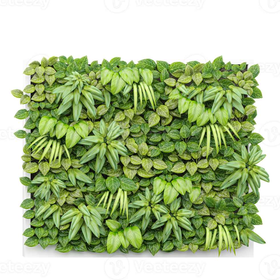 collection of Dumb canes tree isolated on transparent Canvas png