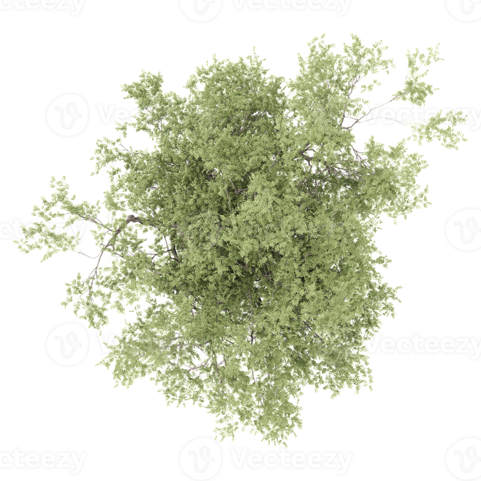 3d rendering of sheena's gold tree isolated on transparent canvas from top view png