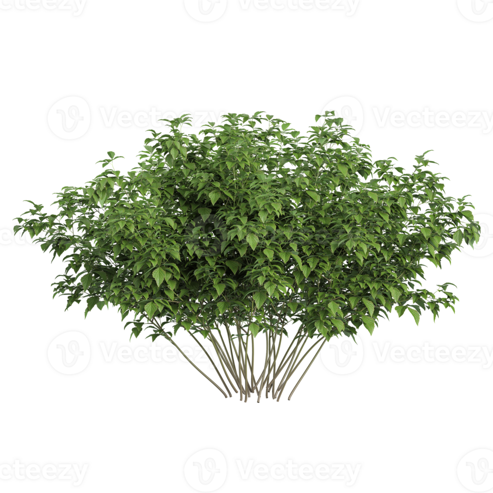 3d rendering of White dogwood tree isolated on transparent canvas png