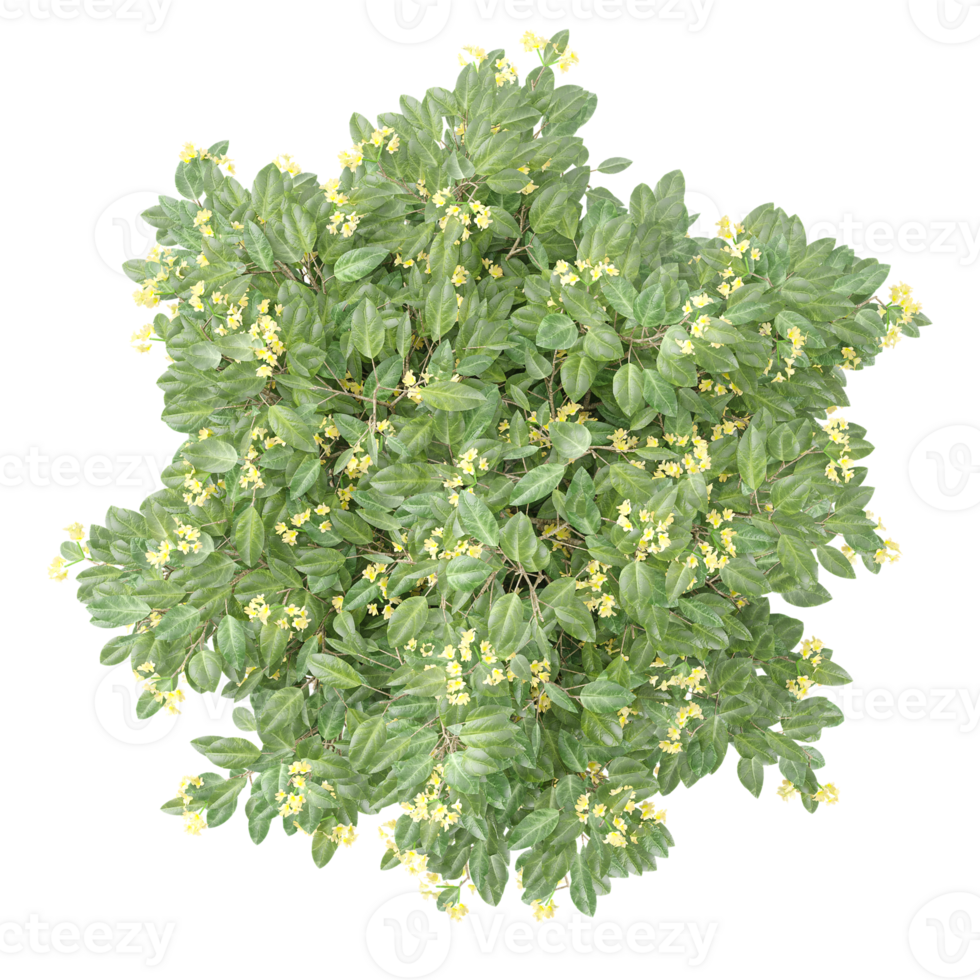 Beautiful shape of green White dogwood tree tree isolated on transparent Canvas from the top view png