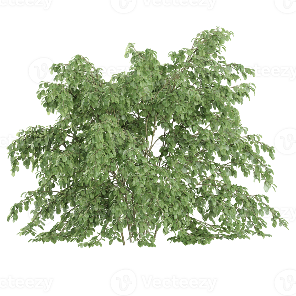 Beautiful shape of green dogwood tree tree isolated on transparent Canvas png