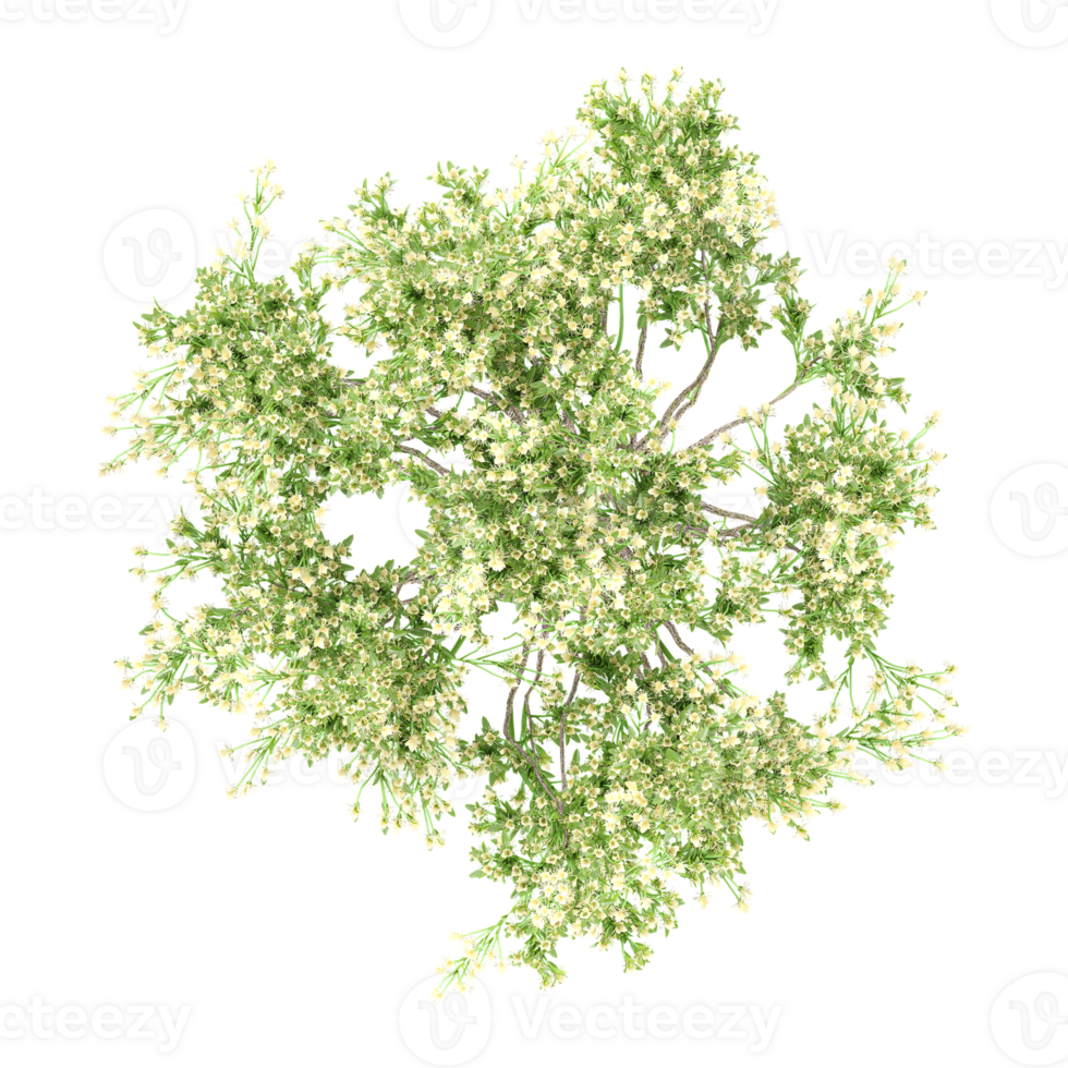 Beautiful shape of green dogwood tree tree isolated on transparent Canvas from the top view png