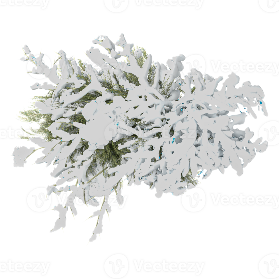 winter snowy tree from the top view isolated on transparent Canvas png