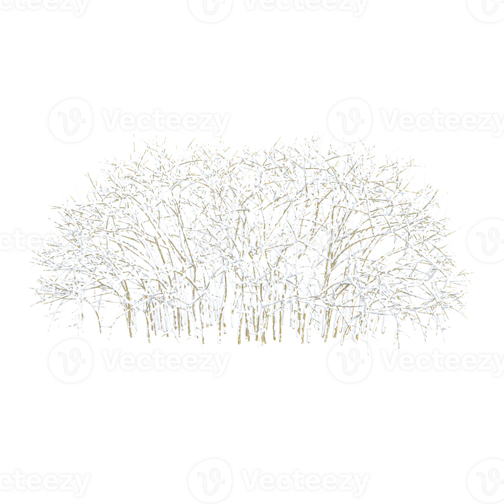Winter tree on snow isolated on transparent Canvas png