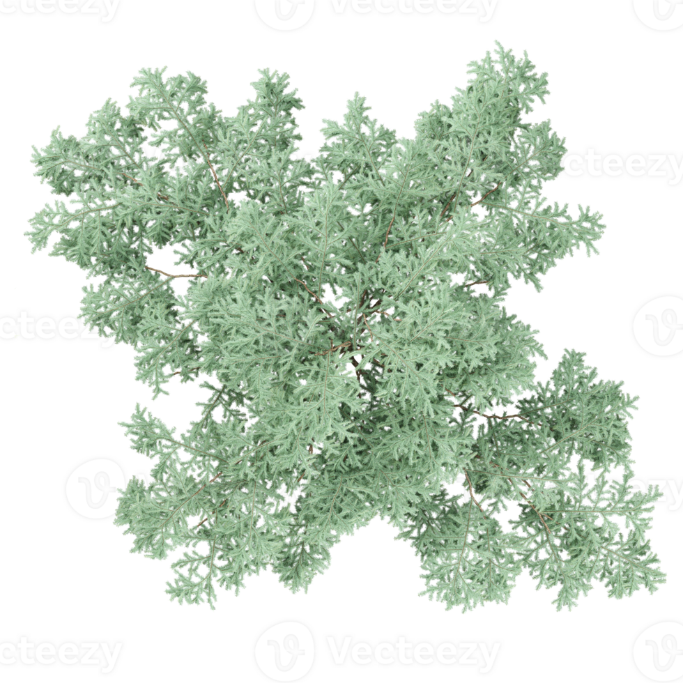 3d rendering of Ash tree isolated on transparent canvas from top view png