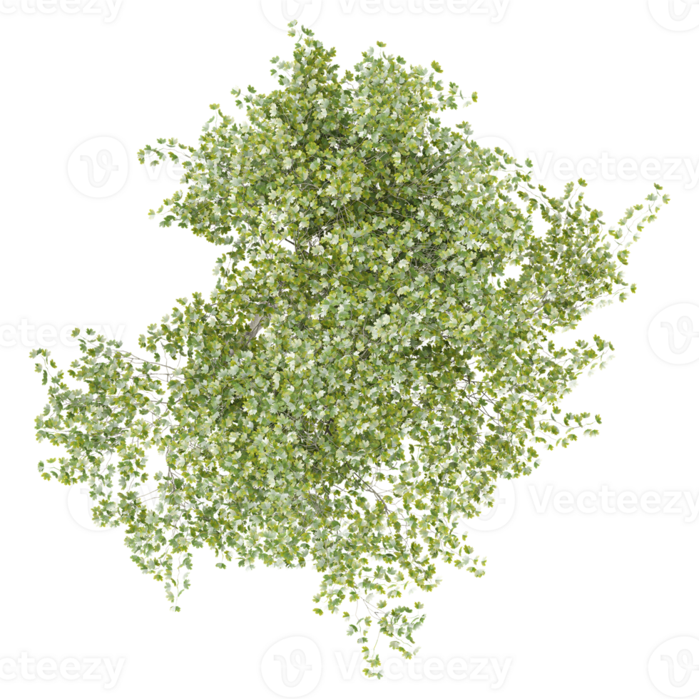 Top view of Young's weeping tree isolated on transparent Canvas png